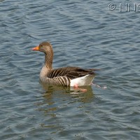 Greylag Goose